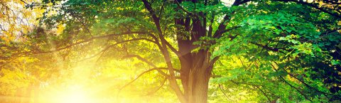 Arboricultural Consultancy Services
