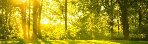 Arboricultural Consultancy Services